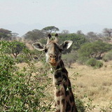 Tarangire - Giraf